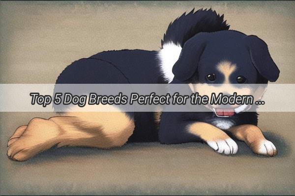 Top 5 Dog Breeds Perfect for the Modern Man Unleash Your Inner Gentleman